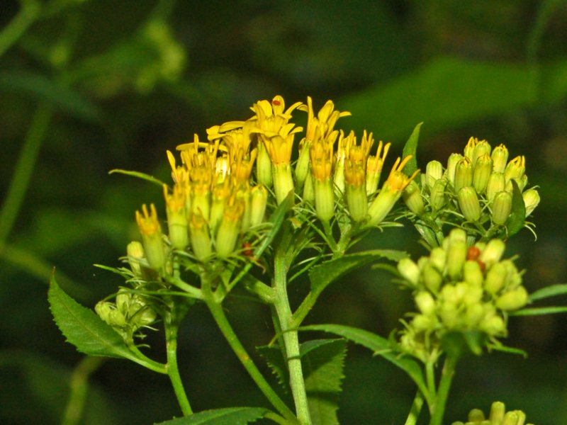 Una Asteracea gialla - Senecio ovatus